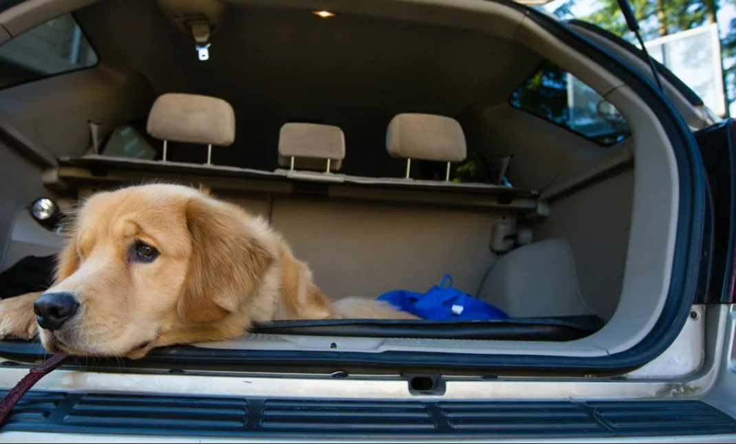 Топ ошибок при перевозке питомцев в машине