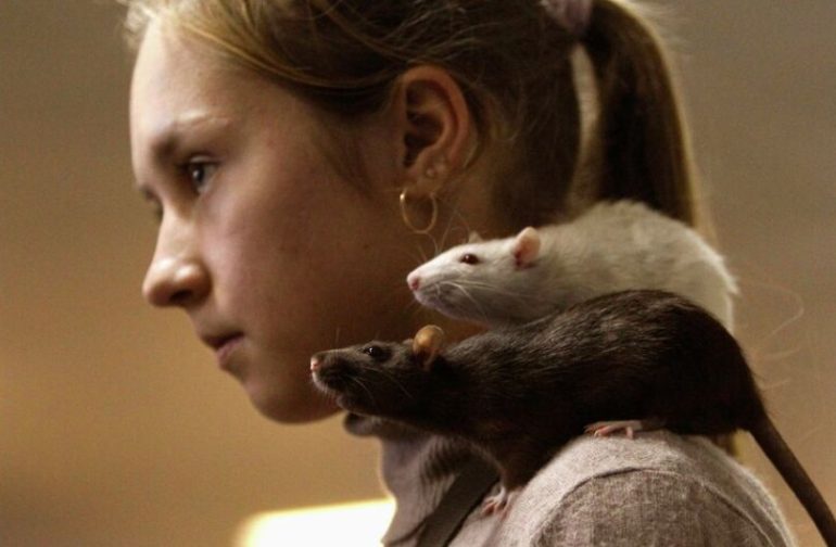 Этапы кремации крыс и ответы на частые вопросы владельцев