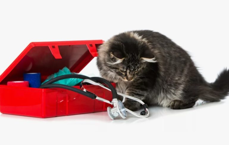 Что положить в аптечку для питомца в поездке