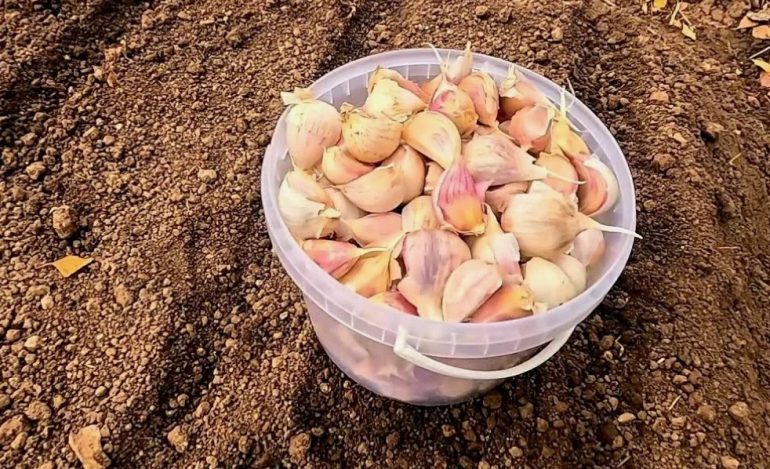 Секреты обильного урожая озимого чеснока и детальный обзор сорта Луч