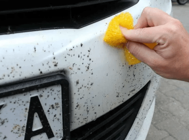 Достоинства средства которые помогают избавиться от следов насекомых на машине